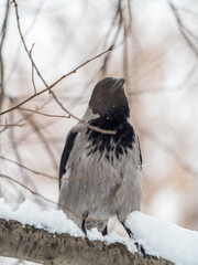 A hooded crow sitting on a tree