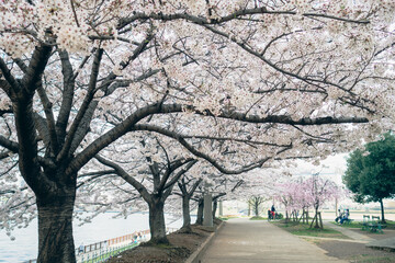 Sakura Trees Along the River