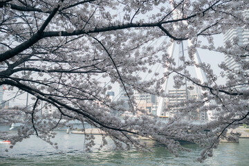 Cherry Blossoms and Ferris Wheel