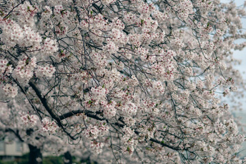 Cherry Blossom Close-up in Tokyo