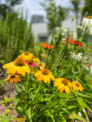 Yellow Wildflowers in a Garden