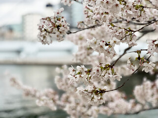 Cherry Blossoms with Soft Bokeh