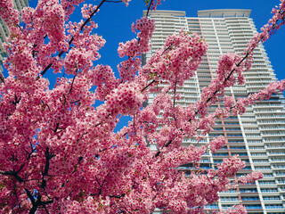 Cherry Blossoms Against Urban High-Rise