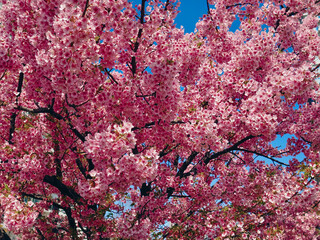 Full Bloom Cherry Blossoms Close-Up