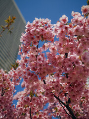Cherry Blossoms with Skyscraper Background