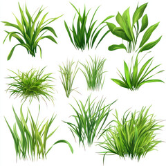 Obraz premium set of fresh herbs