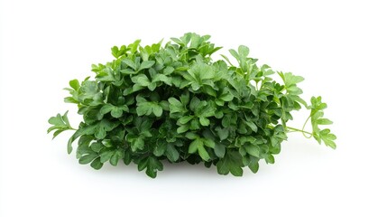 Fototapeta premium Bright and Vibrant Watercress Isolated, Offering Freshness and Natural Appeal