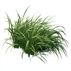 Fototapeta premium fresh dill isolated on white