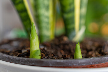 Macro view of two baby snake plants (pups) emerging next to a mature potted Sansevieria trifasciata