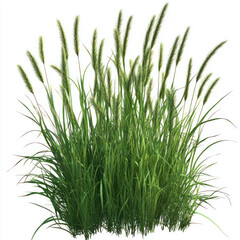 Obraz premium green grass isolated on white