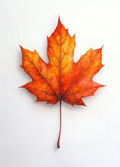 Fototapeta premium hyper-realistic autumn maple leaf with vibrant orange and red hues isolated on white background
