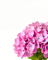 Obraz premium 2. Beautiful romantic flower collection with roses, leaves, floral bouquets, flower compositions