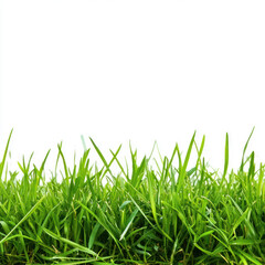 Fototapeta premium green grass isolated on white