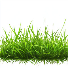 Obraz premium grass isolated on white background