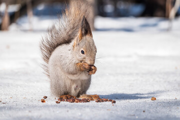 The squirrel in winter sits on white snow.
