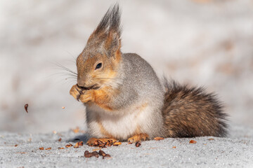 The squirrel in winter sits on white snow.
