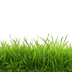 Fototapeta premium green grass isolated on white