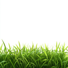 Fototapeta premium green grass isolated on white