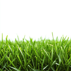 Fototapeta premium green grass isolated on white