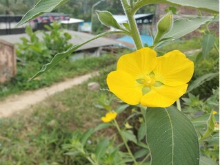 yellow flower in the garden