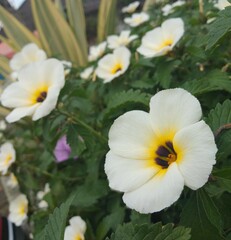 Naklejka premium Turnera subulata in the garden