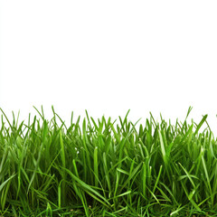 green grass on white background