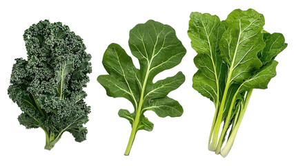 Assortment of fresh organic kale chard and spinach leafy green vegetables on a white background  These nutrient dense greens are perfect for healthy eating plant based diets and gourmet culinary use
