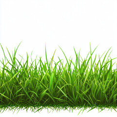 Fototapeta premium green grass on white background