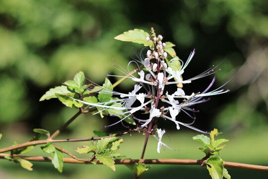 Orthosiphon aristatus Plant or Cat's whiskers (kumis kucing) Also known as Java Tea.