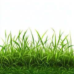 Fototapeta premium green grass on white background
