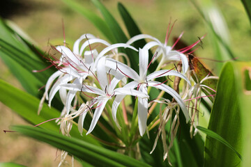 Obraz premium Spidery white flowers of American crinum lily (binomial name: Crinum americanum), also known as Florida swamp-lily, string lily, and southern swamp crinum, in an ornamental garden in southwest Florida
