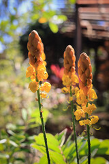 The beautiful yellow Aconitum anthora or Bunga Ketepeng Cina, sweet yellow clover (melilotus officinalis) is blooming.