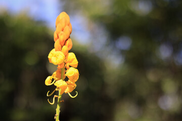The beautiful yellow Aconitum anthora or Bunga Ketepeng Cina, sweet yellow clover (melilotus officinalis) is blooming.