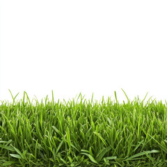 Fototapeta premium green grass isolated on white