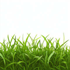 Obraz premium green grass isolated on white