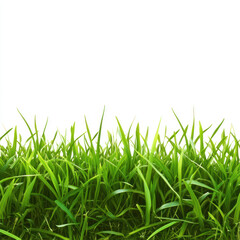 Fototapeta premium green grass on white background