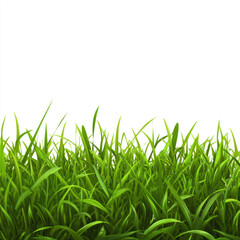 Fototapeta premium green grass isolated on white