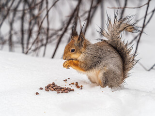 The squirrel in winter sits on white snow.