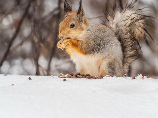 The squirrel in winter sits on white snow.