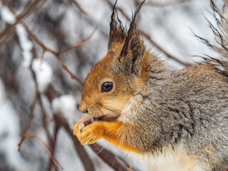 The squirrel with nut sits on tree in the winter or late autumn