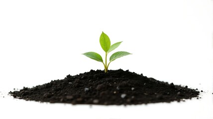 A new plant sprouting from soil.