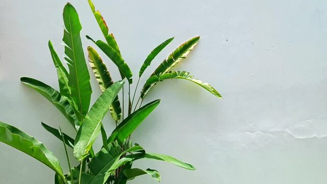 Green palm leaves on the background of a light gray concrete wall
