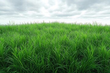 Obraz premium Lush Green Grass Under Bright Overcast Sky Hyper Realistic Nature Photography