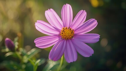 Obraz premium A vibrant pink flower with yellow center and green leaves