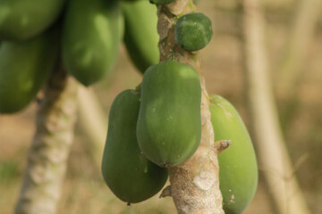 Papaya fruit on papaya tree in farm. Green papaya on tree.
