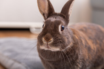 うさぎ　Rabbit