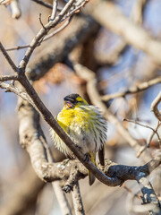 Eurasian siskin male, latin name spinus spinus, sitting on branch of tree. Cute little yellow songbird.