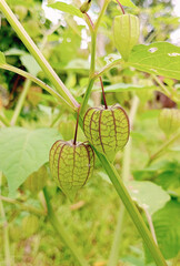 Closeup of Physalis peruviana fruit in their habitat
