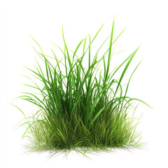 green grass on white background