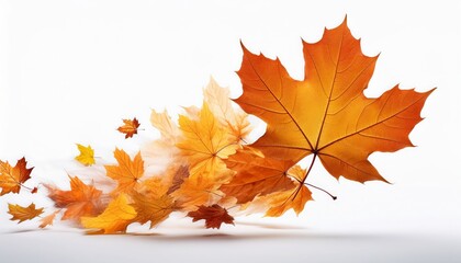 maple leaf flying isolated on isolated white background